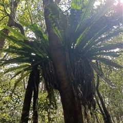 Asplenium australasicum by jason_john