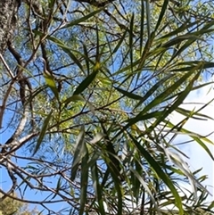 Acacia (genus) by jason_john