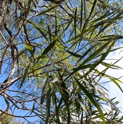 Acacia (genus) at  - suppressed by jason_john