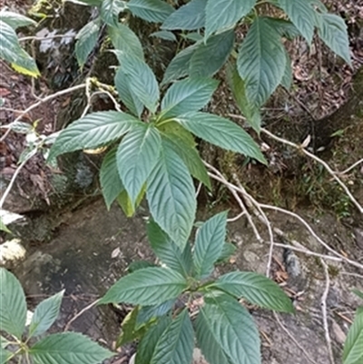 Abrophyllum ornans at  - suppressed by jason_john