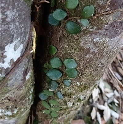 Pyrrosia rupestris at  - suppressed by jason_john