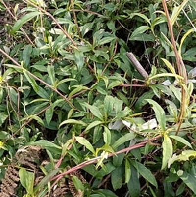 Hibbertia scandens at  - suppressed by jason_john