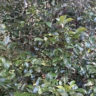Cryptocarya glaucescens at  - suppressed by jason_john
