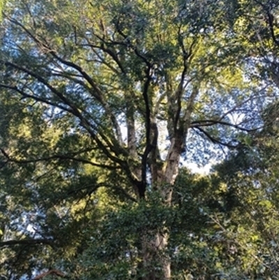 Nothofagus moorei at  - suppressed by jason_john