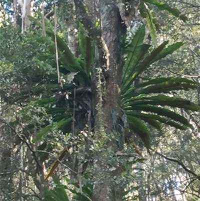 Asplenium australasicum at  - suppressed by jason_john