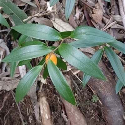 Drymophila moorei at  - suppressed by jason_john