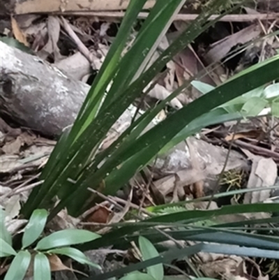 Lomandra longifolia at  - suppressed by jason_john