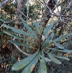 Banksia integrifolia by jason_john