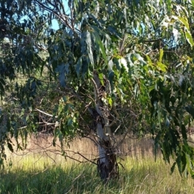 Eucalyptus viminalis at  - suppressed by jason_john