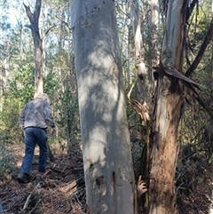 Eucalyptus globulus by jason_john