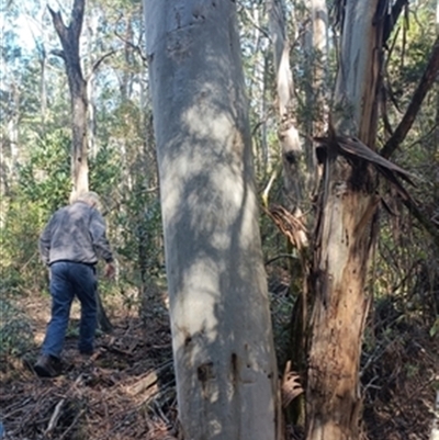 Eucalyptus globulus at  - suppressed by jason_john