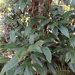 Cryptocarya glaucescens by jason_john