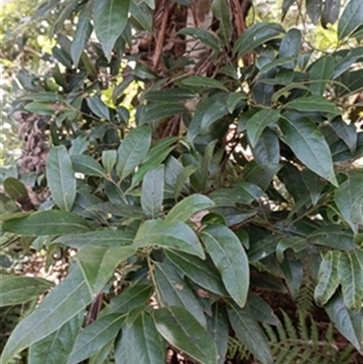 Cryptocarya glaucescens at  - suppressed by jason_john