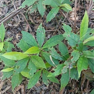Hibbertia scandens at  - suppressed by jason_john