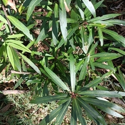Tasmannia insipida at  - suppressed by jason_john