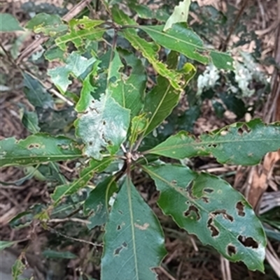 Pittosporum undulatum at  - suppressed by jason_john