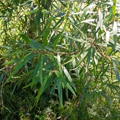 Persoonia (genus) at  - suppressed by jason_john