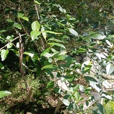 Ligustrum sinense at  - suppressed by jason_john