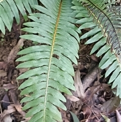 Blechnum nudum by jason_john