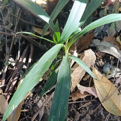 Cordyline stricta at  - suppressed by jason_john
