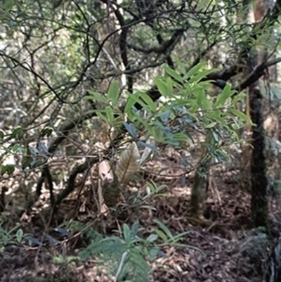 Leptospermum scoparium at  - suppressed by jason_john