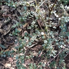 Pittosporum multiflorum by jason_john