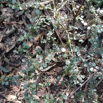 Pittosporum multiflorum at  - suppressed by jason_john