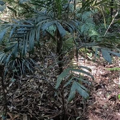 Linospadix monostachyos at  - suppressed by jason_john