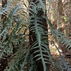 Microsorum scandens by jason_john