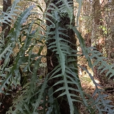Microsorum scandens at  - suppressed by jason_john