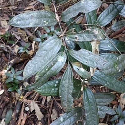 Ripogonun discolor at  - suppressed by jason_john