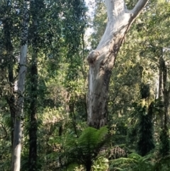 Eucalyptus saligna by jason_john