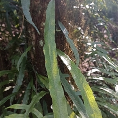 Blechnum nudum at  - suppressed by jason_john
