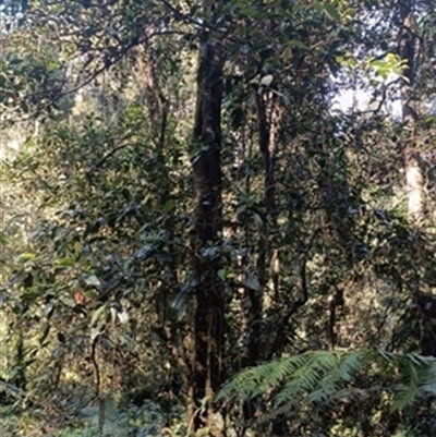 Quintinia verdonii at  - suppressed by jason_john