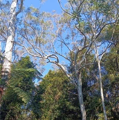 Eucalyptus globulus at  - suppressed by jason_john