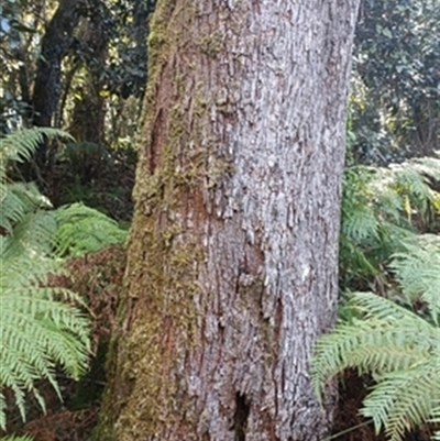 Callicoma serratifolia at  - suppressed by jason_john
