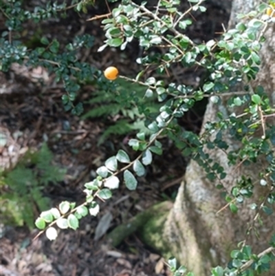 Pittosporum multiflorum at  - suppressed by jason_john