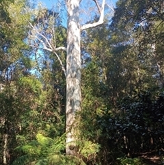 Eucalyptus globulus by jason_john