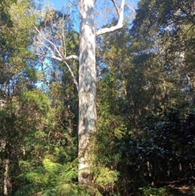 Eucalyptus globulus at  - suppressed by jason_john