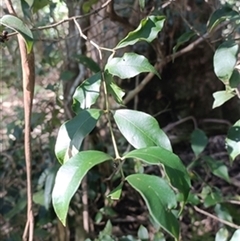Syzygium smithii by jason_john