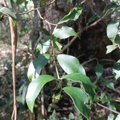 Syzygium smithii at  - suppressed by jason_john