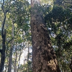 Eucalyptus pilularis by jason_john