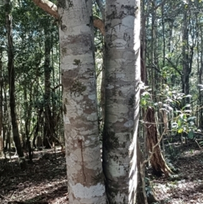 Ceratopetalum apetalum at  - suppressed by jason_john
