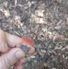 Platycercus elegans (Crimson Rosella) at Fernbrook, NSW - 28 May 2025 by jason_john