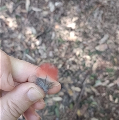 Platycercus elegans (Crimson Rosella) at Fernbrook, NSW - 28 May 2025 by jason_john