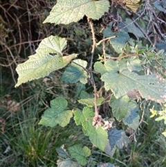 Rubus sp. by jason_john