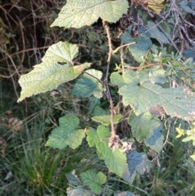 Rubus sp. at  - suppressed by jason_john