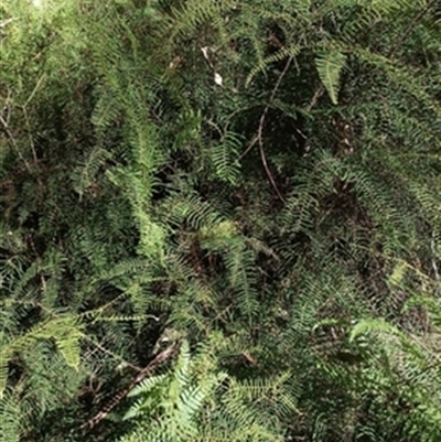 Gleichenia dicarpa at  - suppressed by jason_john