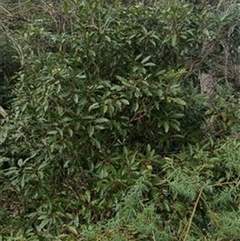 Pittosporum undulatum by jason_john