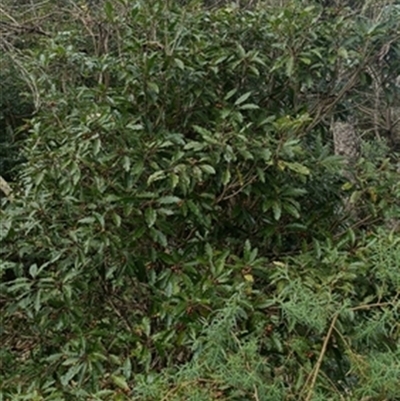 Pittosporum undulatum at  - suppressed by jason_john